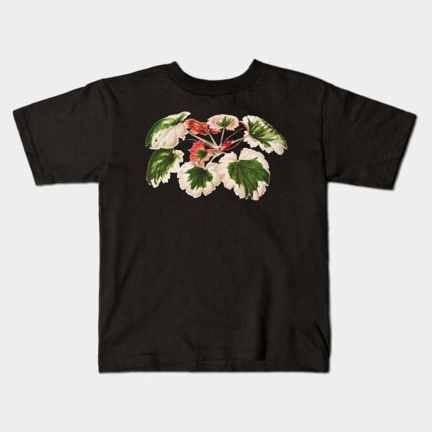 Variegated Strawberry Begonia - Saxifraga stolonifera - botanical illustration Kids T-Shirt by chimakingthings